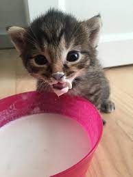 And we say cat because it happens to cats to. Never Knew A Milk Mustache Could Be This Cute Album On Imgur