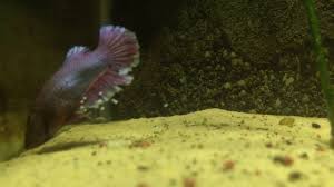 Female Betta Siamese Fighter Laying Eggs Youtube