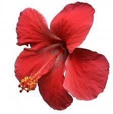 Red Hibiscus Flower On White Hibiscus Hibiscus Flowers Tropical Flowers