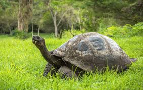 16,615 likes · 255 talking about this · 74,882 were here. 10 Amazing Animals To See In The Galapagos Islands Abercrombie Kent
