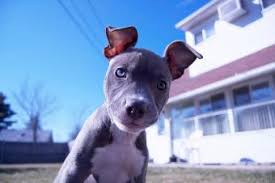 Lots of people believe that pitbulls have a lock jaw but this is a myth. Blue Pit Bull Puppies Lovetoknow