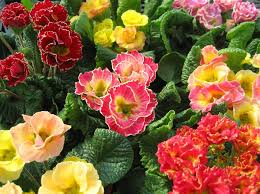 Pepper creek greenhouse and gifts, is a local rockford, il florist with a lovely variety. Pepper Creek