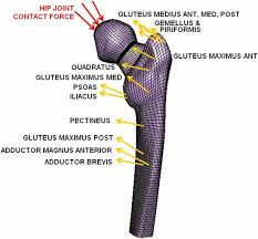 The largest of them is the most superficial muscle, the gluteus maximus. Muscles Forces And Hip Joint Contact Forces Imposed On The Fe Model Download Scientific Diagram