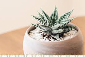 Learn how to care for them and keep your plants alive and thriving. 11 Adorable Mini Succulents Uses Growing Tips Proflowers Blog