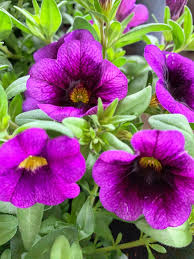 These come in a variety of colors including variegated varieties. 10 Sun Loving Flowers For The Ultimate Window Box Recipe Plaids And Poppies