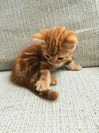 Baby Black And Orange Kitten Super Cute Kitten 7th October 2016 We Love Cats And Kittens Kittens Cutest Super Cute Kittens Cute Cats