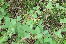 Image result for Rhynchosia viscosa