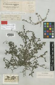 Image result for Heliotropium zeylanicum