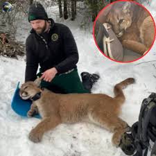 The Unlikely Bond: How Two Wolves Saved a Man’s Life – New and Tips