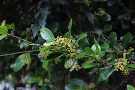 Image result for Secamone