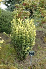 Click To Close Image Click And Drag To Move Family Tree Nursery Low Maintenance Shrubs Foundation Planting