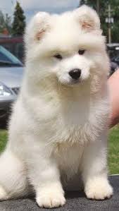 5 Most Affectionate Dog Breeds Kopek Sevimli Kopek Yavrulari Hayvan