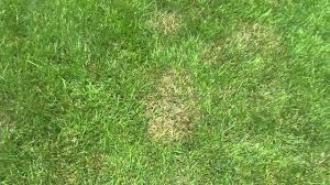 Nutsedges thrive in almost any kind of soil. How To Kill Nutsedge Nutgrass And Brown Patch Disease Youtube