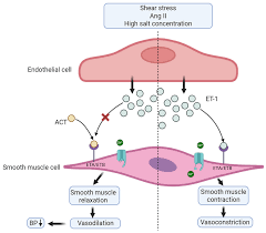 Image result for Aprocitentan