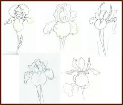 Let`s consider the iris arrangement so that in the future you will be able to draw these flowers without any difficulties. Gallery For Iris Flower Outline Flower Line Drawings Iris Drawing Flower Drawing