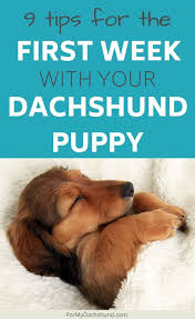 Your puppy's feeding schedule includes how much and when to feed. 9 Tips For The First Week With Your Dachshund Puppy