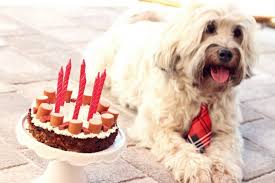 Hackfleisch Wurstchen Torte Fur Den Hunde Geburtstag Fashion Kitchen Hund Geburtstag Hunde Torte Kuchen Fur Hunde