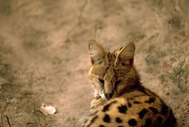 Less commonly, shampoo is available in bar form, like a bar of soap. Serval Animal Facts Leptailurus Serval Az Animals