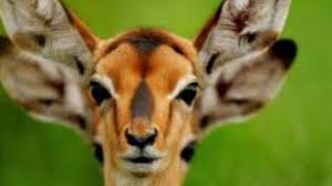 Download and use 50,000+ funny animals stock photos for free. Cool Animals Youtube