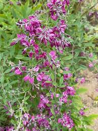 Image result for Cynanchum praecox