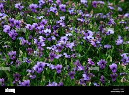 Image result for Monopsis