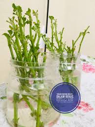 Bayam memiliki nutrisi tinggi seperti zat besi, vitamin a, vitamin c, potasium, asam folat, thiamin, dan. Tips Mudah Penjagaan Bayam Brazil Yang Perlu Beginner Ketahui Blog Cik Matahariku