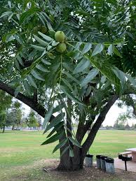 Image result for Juglans