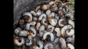 Zehntausende Kaferlarven Unterwanderten Grundstuck In Trendelburg Youtube