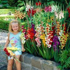 If you want to grow large dahlia blooms to put in vases with your. Gladioli Butterfly Mixed 12cm J Parker Dutch Bulbs