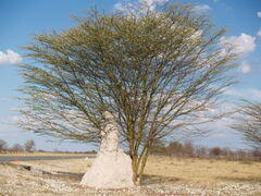 Image result for Acacia kirkii