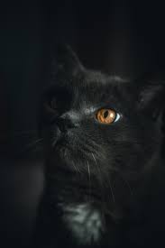 Free cat vector clip art silhouettes better to edit with adobe illustrator cs or adobe photoshop cs. Black Cats Pictures Download Free Images On Unsplash