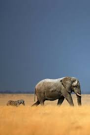 Elephant On The Zambezi Safaribookings Wild Animals Photography Animals Beautiful African Animals