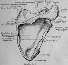 Scapula Scapular Scapula Anatomy