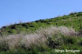 Image result for Elionurus