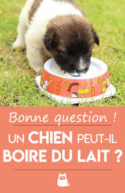 Peut On Donner Du Lait A Un Chien Alimentation Du Chien Et Du Chiot Chien Chiot Alimentation Chiot