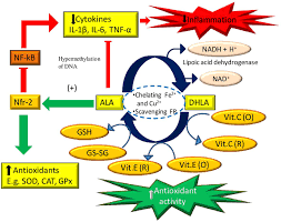 One such antioxidant is alpha lipoic acid (ala). Alpha Lipoic Acid A Possible Pharmacological Agent For Treating Dry Eye Disease And Retinopathy In Diabetes Ajith 2020 Clinical And Experimental Pharmacology And Physiology Wiley Online Library