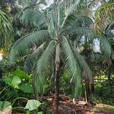 Image result for Duosperma crenatum