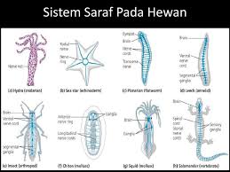 Dalam soal ini, ada beberapa jenis hewan yang menjadi pokok dalam penyusunan soal sistem saraf, antara lain protozoa, hydra, cacing, serangga, ikan, amfibi, reptil, dan burung. Sistem Syaraf Ppt Download