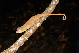 Image result for Stereochlaena cameronii