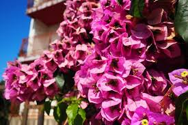 Image result for Nyctaginaceae