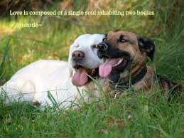 Simple joy from dogs bring love to human | Pets Manic Blog