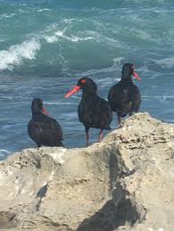 South africa is a large country, ranked 25th by size in the world, and is situated in the temperate latitudes and subtropics. African Black Oystercatcher Sanbi