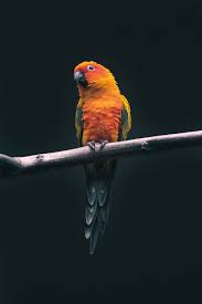Ayeza khan high quality images. 500 Bird Pictures Hd Download Free Images On Unsplash