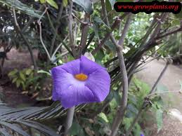 Image result for Thunbergia racemosa