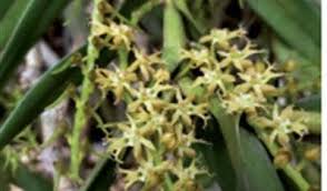 Image result for Tridactyle bicaudata