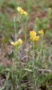 Image result for Helichrysum moggii