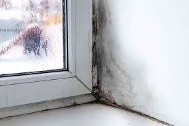 To hinder the growth of mold and possibly kill the existing mildew, ensure that the windows and doors are large enough to allow natural light into your basement. How To Prevent Mold 9 Tips Mold And Mildew Mold Prevention Get Rid Of Mold