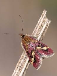 Image result for Pyrausta ostrinalis