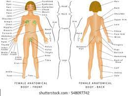 Check spelling or type a new query. Regions Female Body Female Body Front Stock Vector Royalty Free 548097742