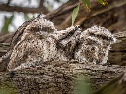 They're rather large birds, about the size of a barn owl, and like owls they're nocturnal. Tawny Frogmouth Ebird